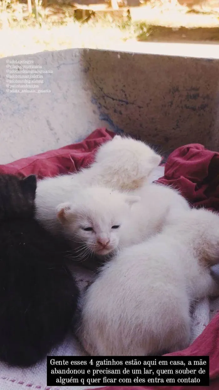 Gato ra a SRD-ViraLata idade Abaixo de 2 meses nome sem nome 