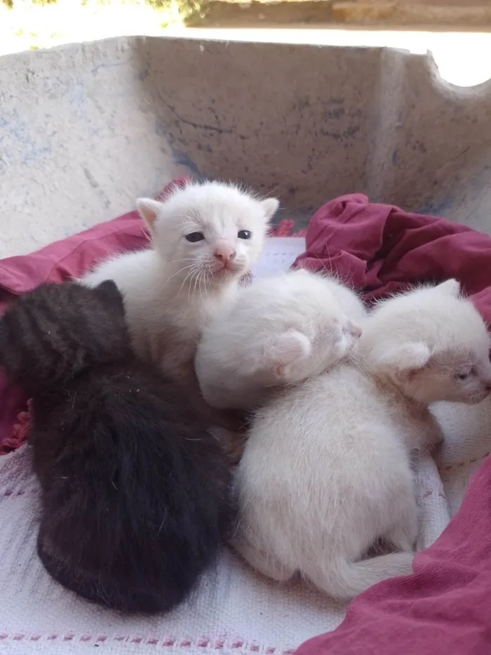 Gato ra a SRD-ViraLata idade Abaixo de 2 meses nome sem nome 