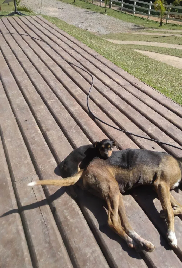 Cachorro ra a SRD-ViraLata idade Abaixo de 2 meses nome Filhote