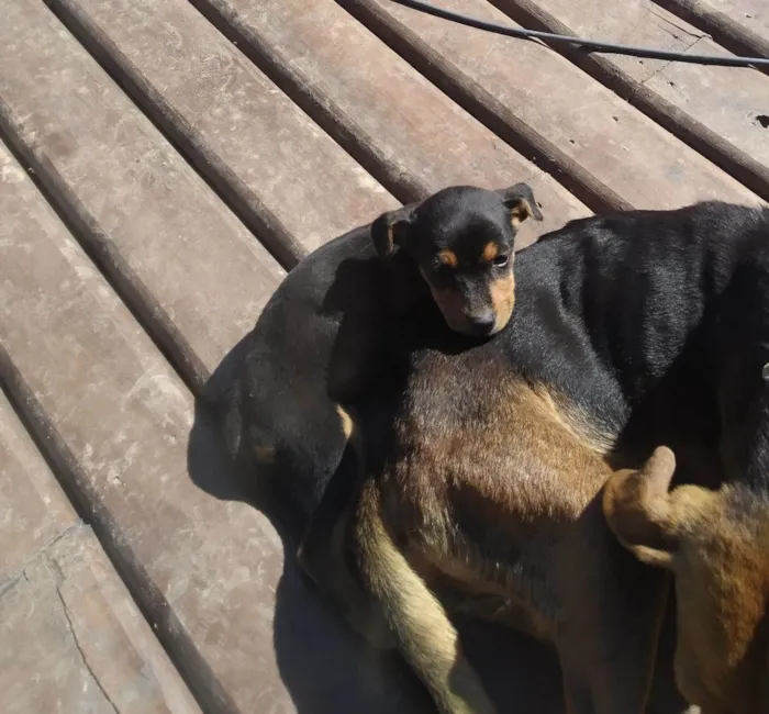 Cachorro ra a SRD-ViraLata idade Abaixo de 2 meses nome Filhote