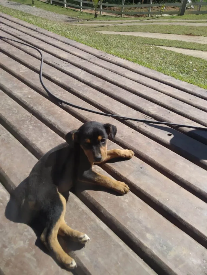 Cachorro ra a SRD-ViraLata idade Abaixo de 2 meses nome Filhote