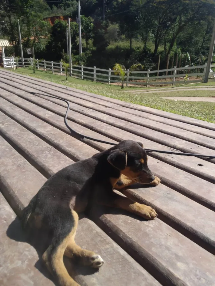 Cachorro ra a SRD-ViraLata idade Abaixo de 2 meses nome Filhote