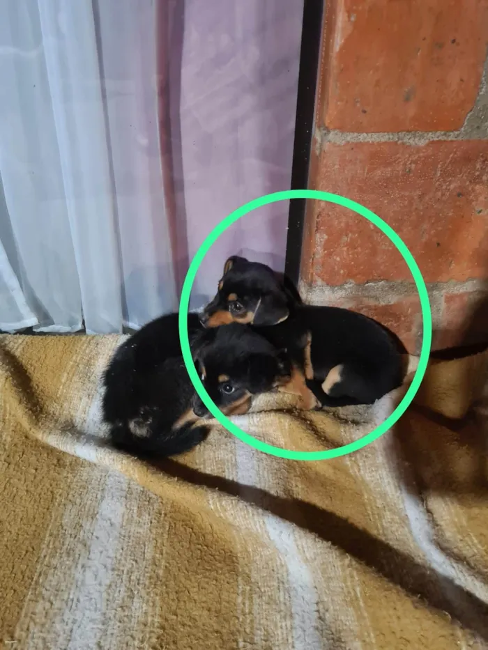 Cachorro ra a SRD-ViraLata idade Abaixo de 2 meses nome Filhote