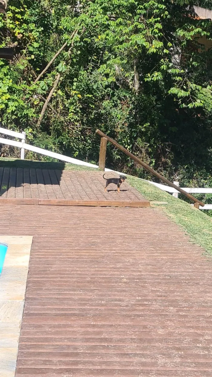 Cachorro ra a SRD-ViraLata idade Abaixo de 2 meses nome Filhote