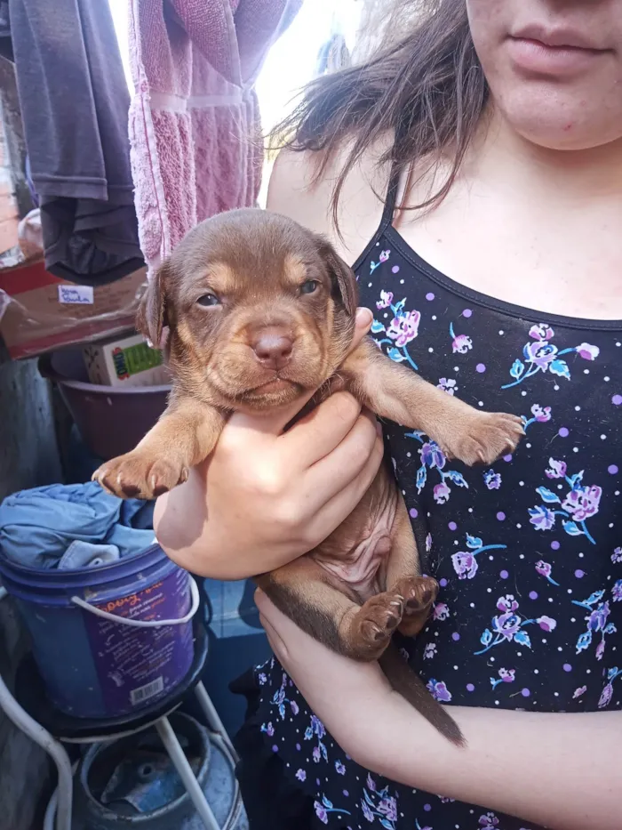 Cachorro ra a SRD-ViraLata idade Abaixo de 2 meses nome Nebulosa , Manthis , Gamora , Laila.Drax , Peter , Rocket, Grooth