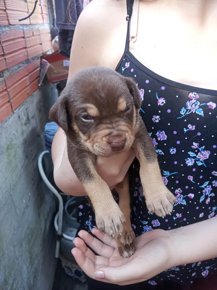 Cachorro ra a SRD-ViraLata idade Abaixo de 2 meses nome Nebulosa , Manthis , Gamora , Laila.Drax , Peter , Rocket, Grooth