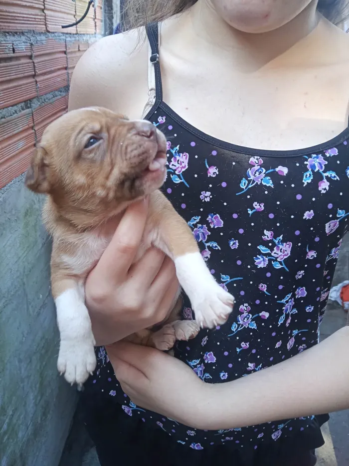 Cachorro ra a SRD-ViraLata idade Abaixo de 2 meses nome Nebulosa , Manthis , Gamora , Laila.Drax , Peter , Rocket, Grooth