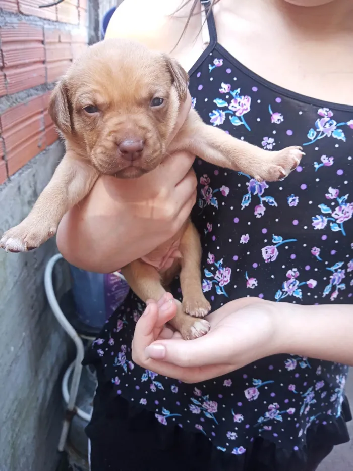 Cachorro ra a SRD-ViraLata idade Abaixo de 2 meses nome Nebulosa , Manthis , Gamora , Laila.Drax , Peter , Rocket, Grooth