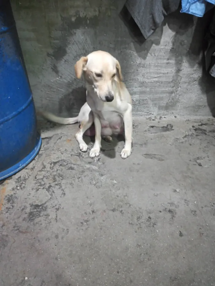 Cachorro ra a SRD-ViraLata idade 1 ano nome Stecy