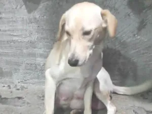 Cachorro raça SRD-ViraLata idade 1 ano nome Stecy