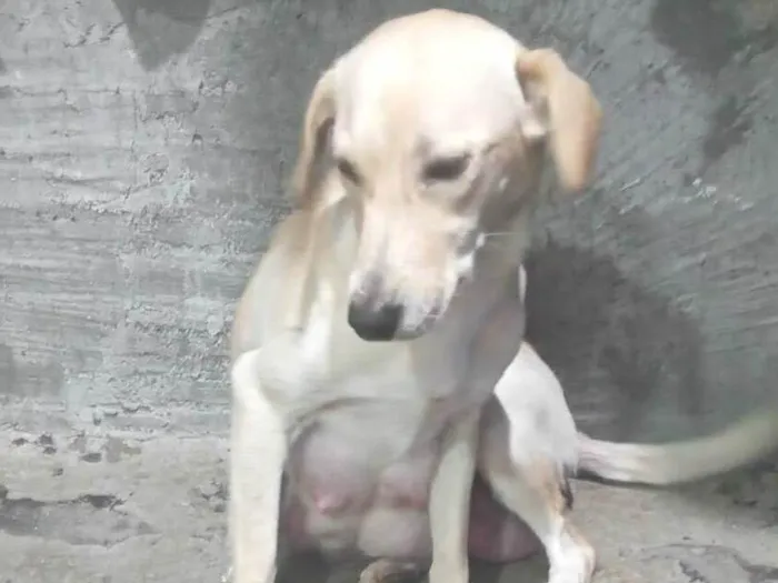 Cachorro ra a SRD-ViraLata idade 1 ano nome Stecy