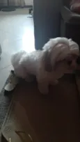 Spike