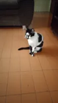 Pequenos