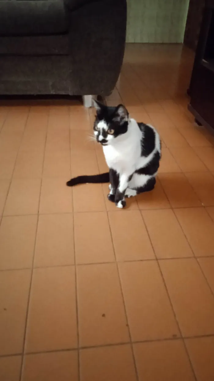Gato raça Indefinida  idade Abaixo de 2 meses nome Pequenos