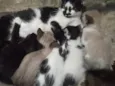 Pequenos