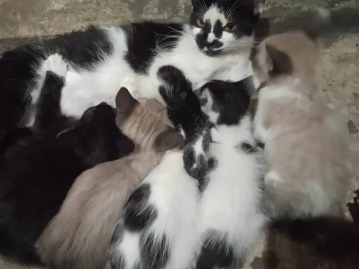 Gato raça Indefinida  idade Abaixo de 2 meses nome Pequenos