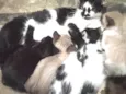Pequenos