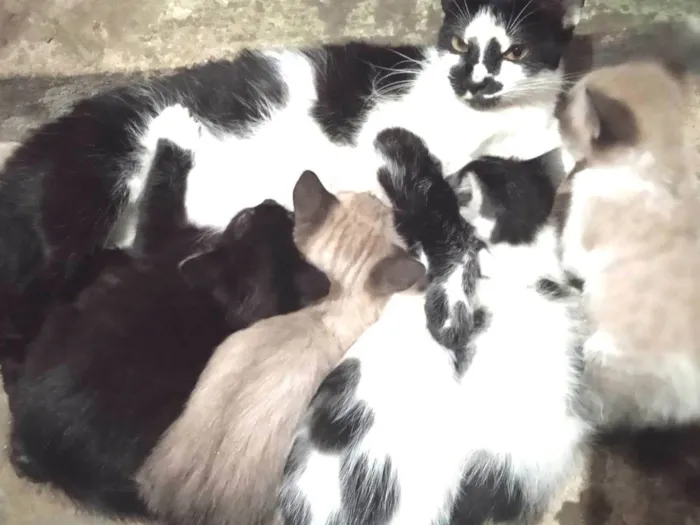 Gato raça Indefinida  idade Abaixo de 2 meses nome Pequenos