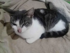Gato raça SRD-ViraLata idade 2 a 6 meses nome Gum