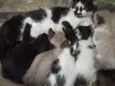 Pequenos