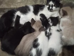 Gato raça Indefinida  idade Abaixo de 2 meses nome Pequenos