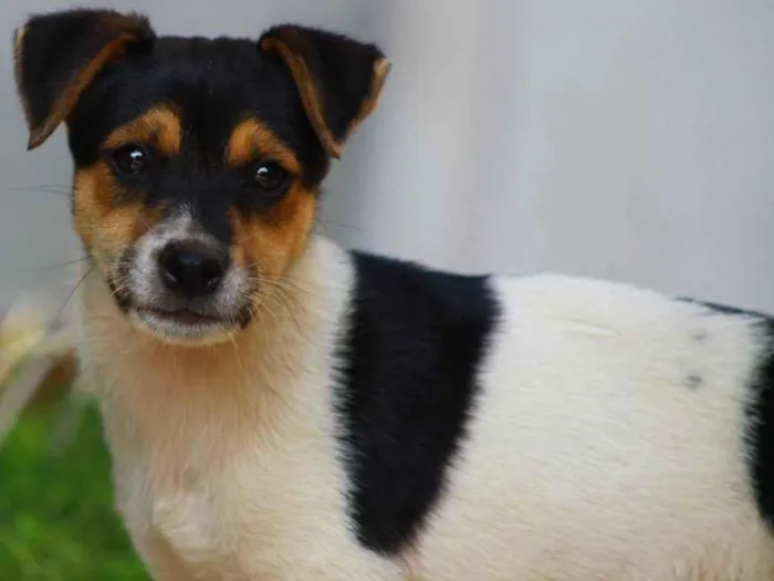 Cachorro raça SRD-ViraLata idade 2 a 6 meses nome Marley 