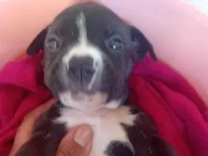Cachorro raça Pit-Bull idade  nome Bradock 