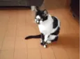Pequenos