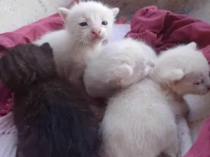 Gato raça SRD-ViraLata idade Abaixo de 2 meses nome sem nome 