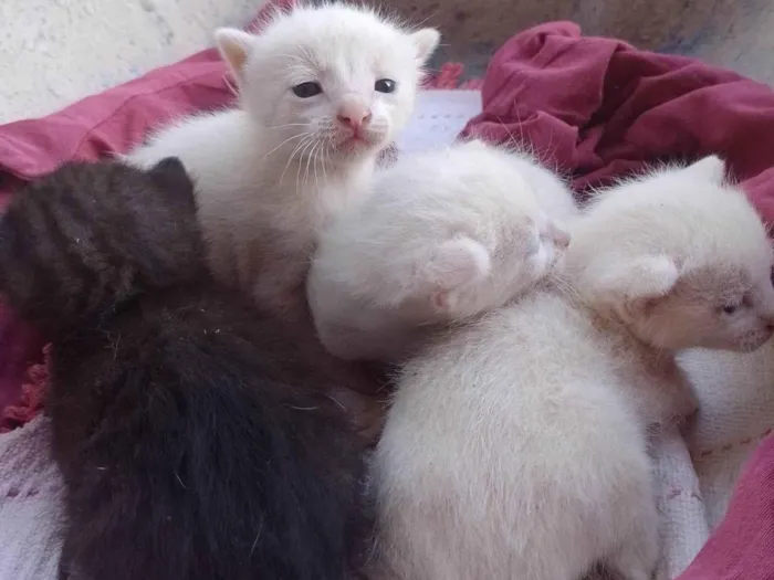 Gato ra a SRD-ViraLata idade Abaixo de 2 meses nome sem nome 