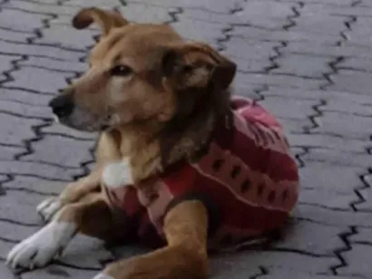 Cachorro raça SRD-ViraLata idade 5 anos nome Saci