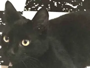 Gato raça SRD-ViraLata idade 7 a 11 meses nome ZEUS