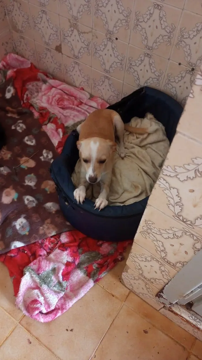 Cachorro ra a SRD-ViraLata idade 7 a 11 meses nome Jurema (Juju)