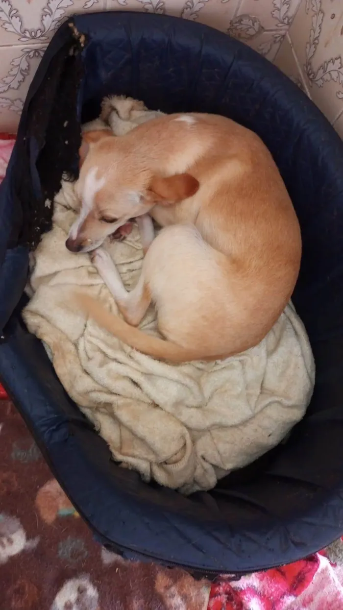 Cachorro ra a SRD-ViraLata idade 7 a 11 meses nome Jurema (Juju)