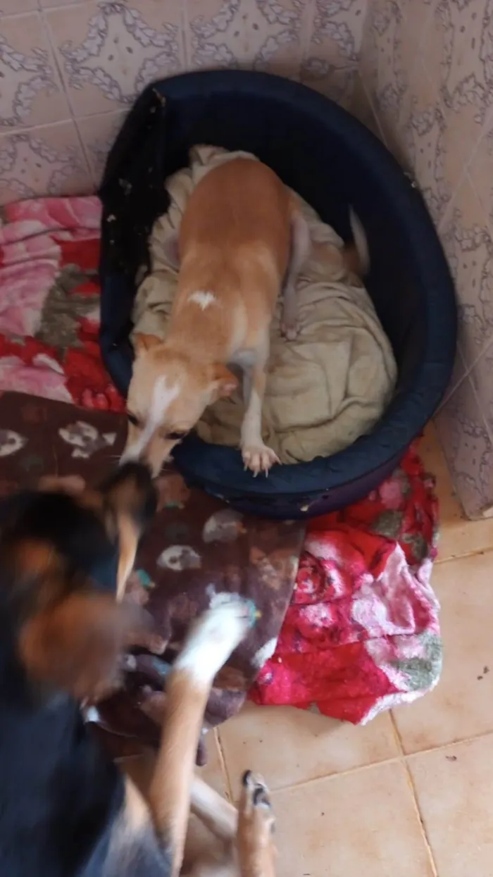 Cachorro ra a SRD-ViraLata idade 7 a 11 meses nome Jurema (Juju)