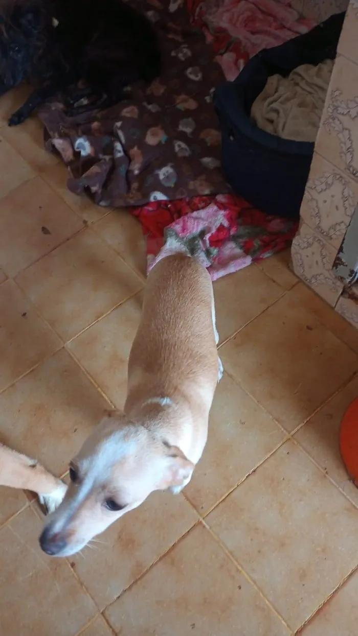 Cachorro ra a SRD-ViraLata idade 7 a 11 meses nome Jurema (Juju)
