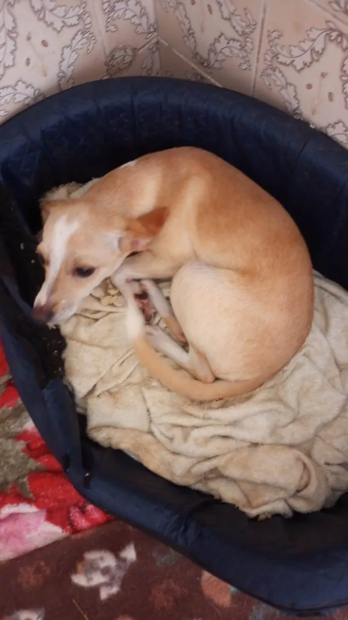 Cachorro ra a SRD-ViraLata idade 7 a 11 meses nome Jurema (Juju)