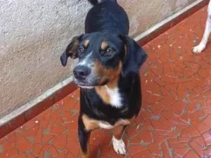 Cachorro raça SRD-ViraLata idade 7 a 11 meses nome Téo