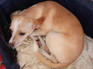 Cachorro raça SRD-ViraLata idade 7 a 11 meses nome Jurema (Juju)
