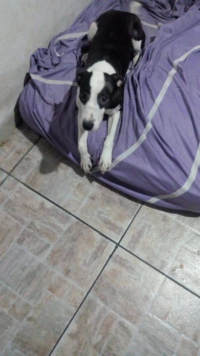Cachorro ra a SRD-ViraLata idade 7 a 11 meses nome Maya