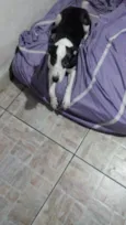 Maya