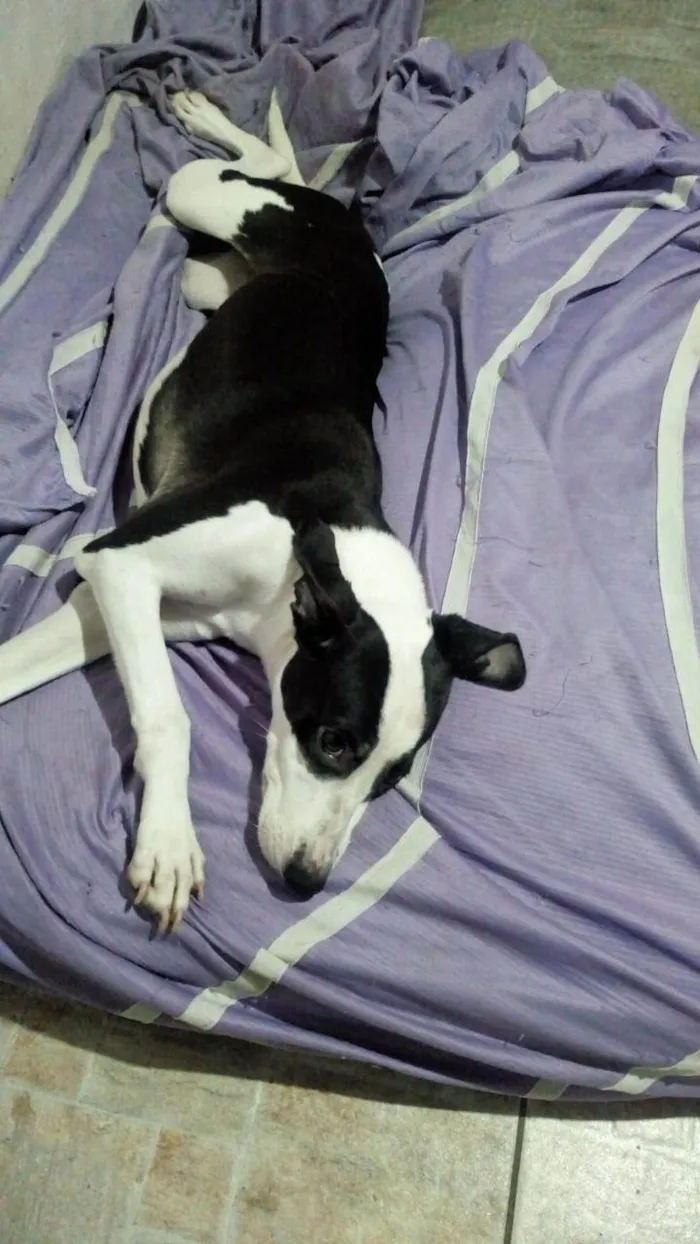 Cachorro ra a SRD-ViraLata idade 7 a 11 meses nome Maya