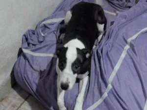Cachorro raça SRD-ViraLata idade 7 a 11 meses nome Maya