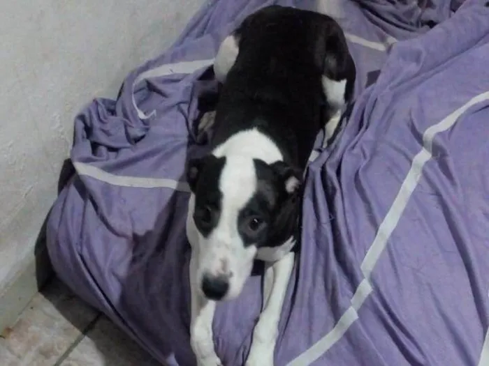 Cachorro ra a SRD-ViraLata idade 7 a 11 meses nome Maya