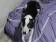 Maya