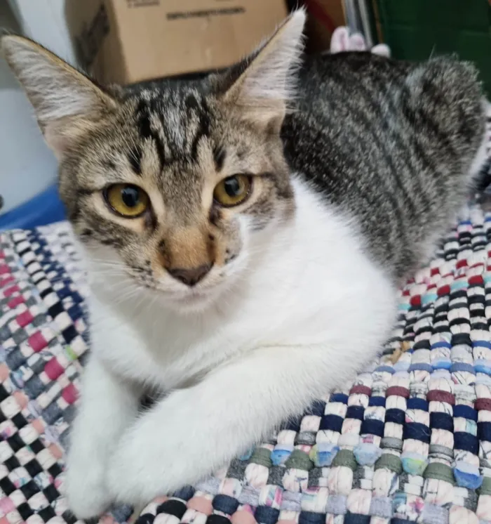 Gato ra a SRD-ViraLata idade 2 a 6 meses nome Dayse