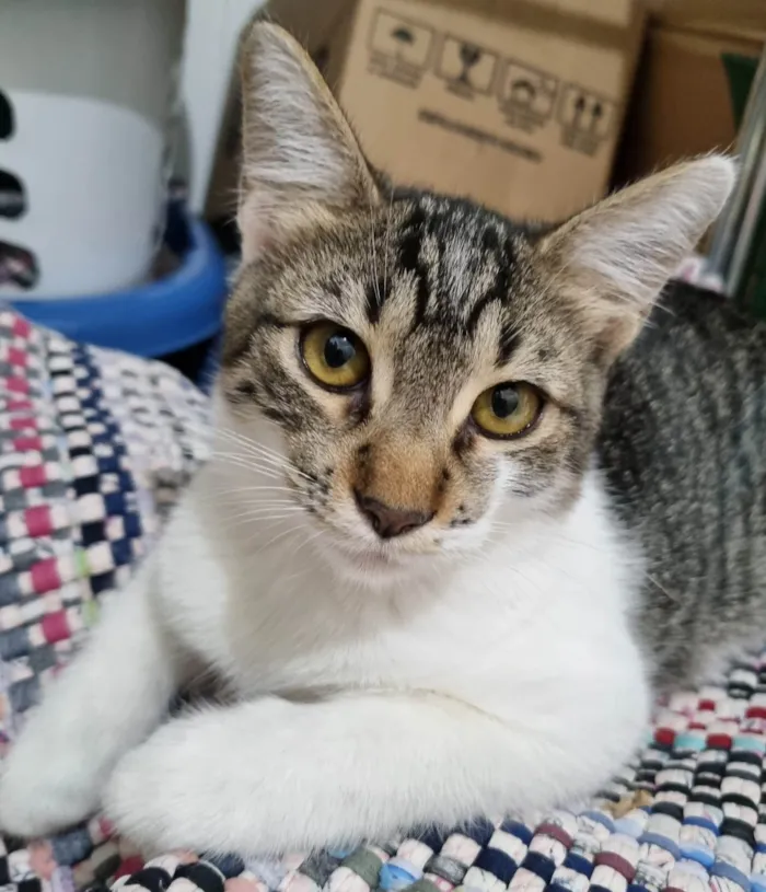 Gato ra a SRD-ViraLata idade 2 a 6 meses nome Dayse