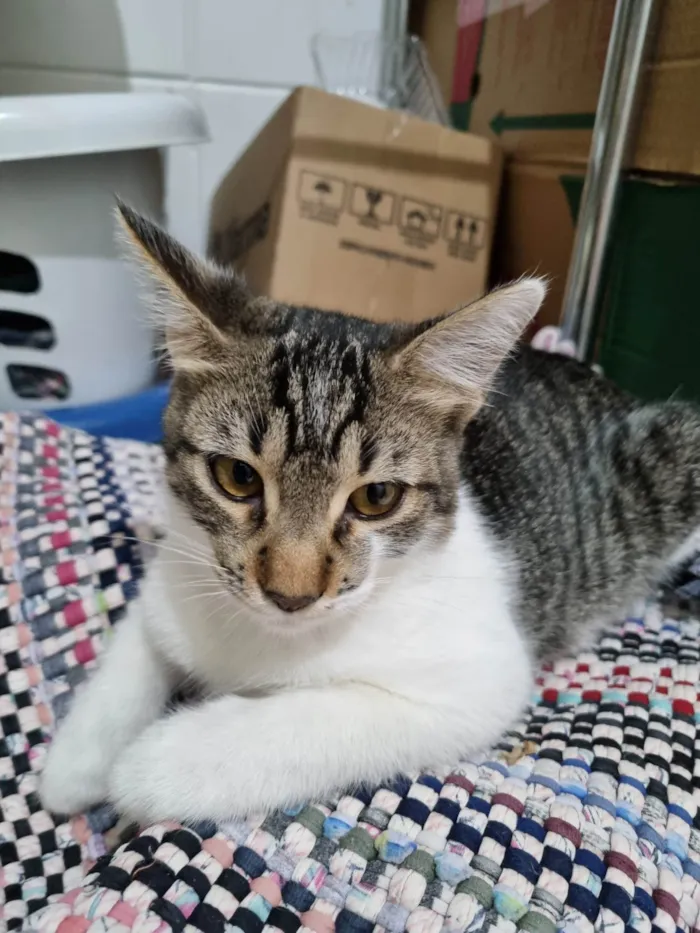 Gato ra a SRD-ViraLata idade 2 a 6 meses nome Dayse