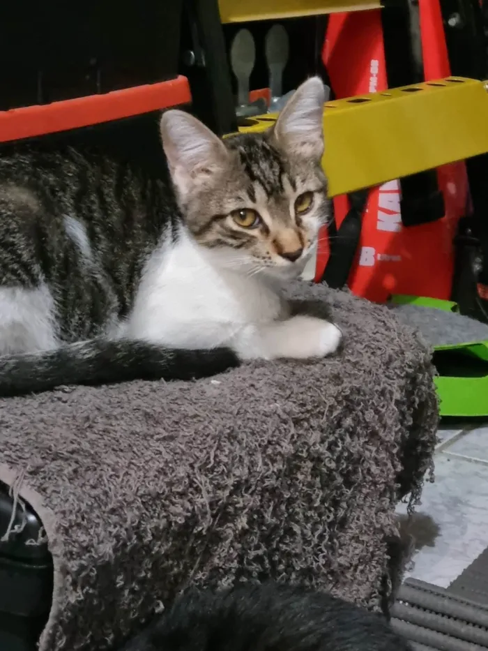 Gato ra a SRD-ViraLata idade 2 a 6 meses nome Dayse