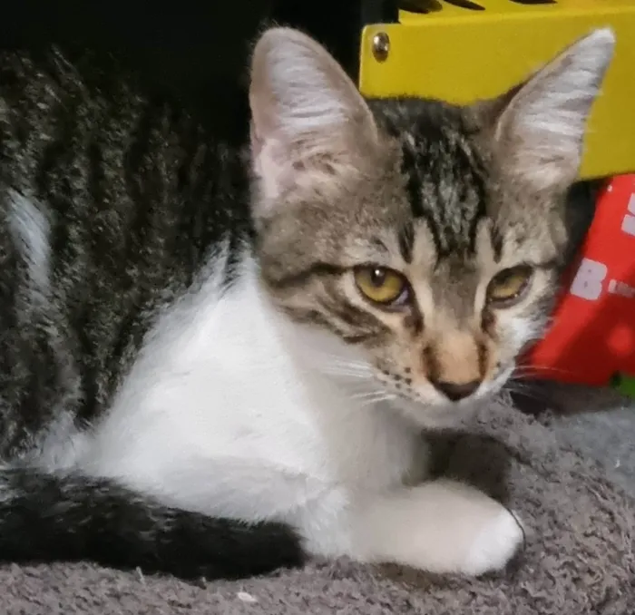 Gato ra a SRD-ViraLata idade 2 a 6 meses nome Dayse
